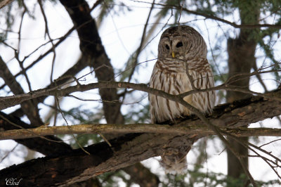 Chouette raye - Barred Owl
