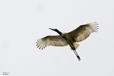 Jabiru d'Amrique - Jabiru