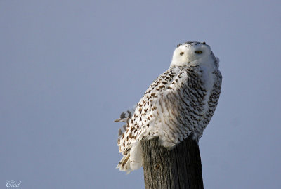 Harfang des neiges - Snowy Owl 