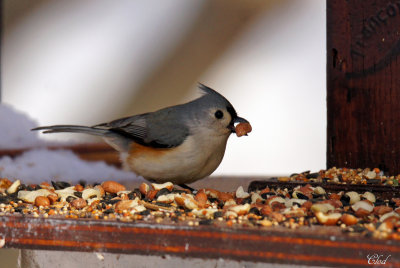 Msange bicolore - Tufted Titmouse