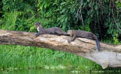 Loutres gantes - Giant otters