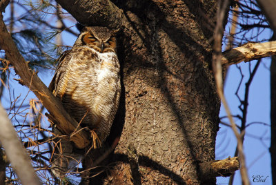 Grand-duc dAmrique - Great Horned Owl