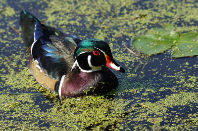 Canard branchu - Wood duck