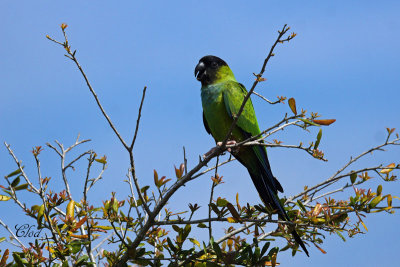 Conure nanday - Black-hooded Parakeet