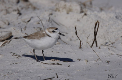 Pluvier neigeux - Snowy plover