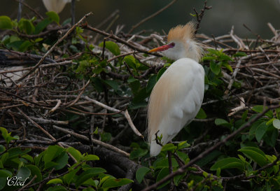 Hron garde-boeuf - Cattle egret