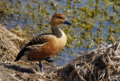 Dendrocygne fauve - Fulvous whistling-duck