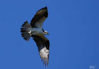 Balbuzard - Osprey