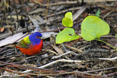 Passerin nonpareil - Painted bunting