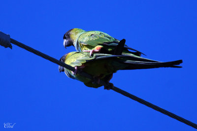 Conure nanday - Black-hooded Parakeet