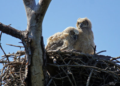 Grand-duc d'Amrique - Great horned owl