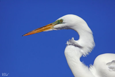 Grande aigrette - Great egret