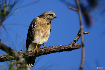 Buse  paulettes - Red-shouldered Hawk 