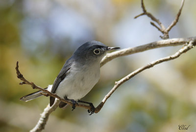 Gobemoucheron gris-bleu - Blue-gray gnatcatcher