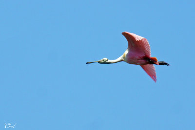 Spatule rose - Roseate spoonbill 