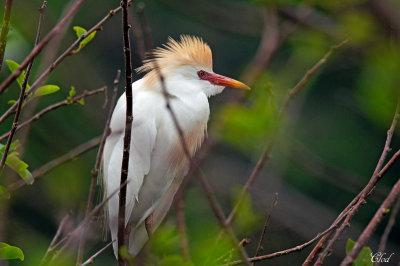 Héron garde-boeufs - Cattle Egret
