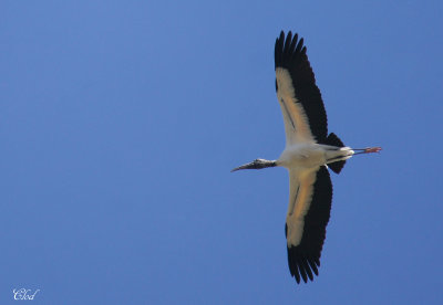 Tantale d'Amrique - Wood stork