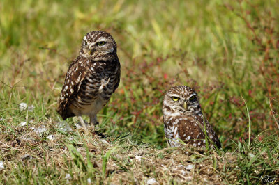 Chevches des terriers - Burrowing owls