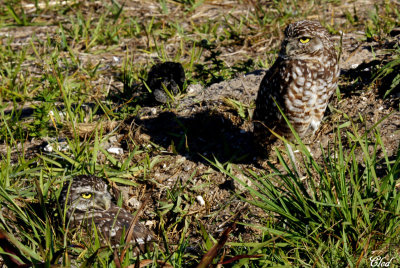 Chevches des terriers - Burrowing owls