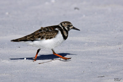 Tournepierre  collier  - Ruddy turnstone