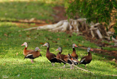Dendrocygnes à ventre noir - Black-bellied whistling-duck