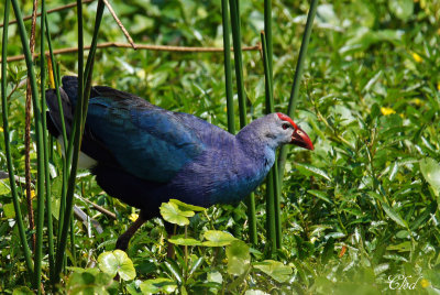 Talve  tte grise - Grey-headed Swamphen