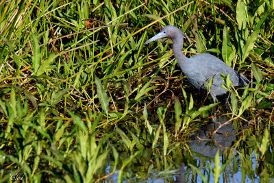 Aigrette bleue - Little Blue heron