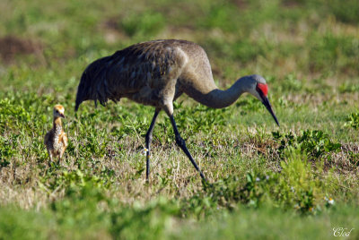 Grue du Canada et jeune - Sandhill crane and young