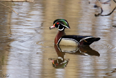 Canard branchu - Wood duck