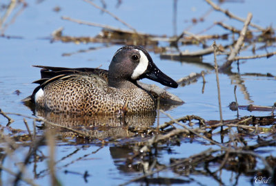 Sarcelle  ailes bleues - Blue-winged teal