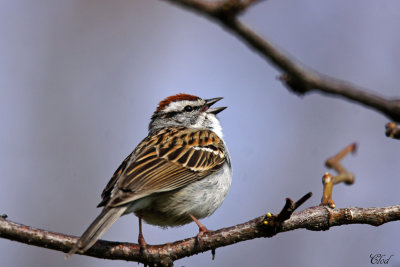Bruant familier - Chipping sparrow