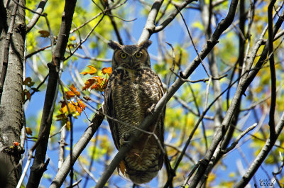 Grand-duc d'Amrique - Great horned Owl