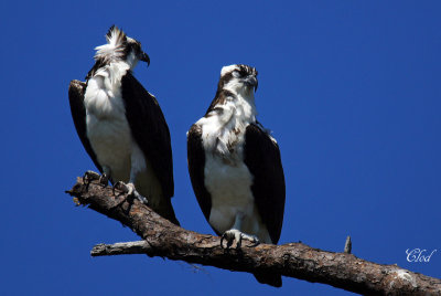 Balbuzard - Osprey