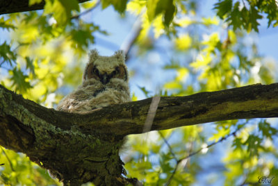 Grand-duc d'Amérique - Great horned Owl (juvenile)