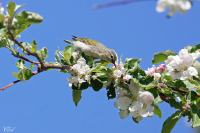 Paruline obscure - Tennessee warbler