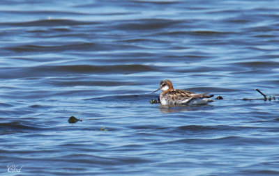 Phalarope à bec étroit - Red-necked phalarope