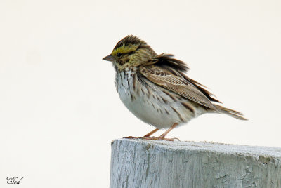 Bruant des prs - Savannah sparrow