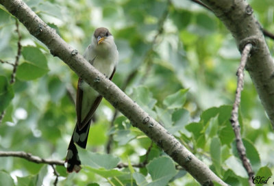 Coulicou  bec jaune - Yellow-billed cuckoo