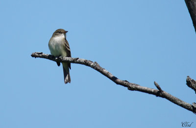 Moucherolle des saules - Willow flycatcher