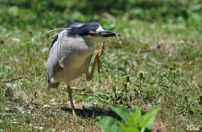 Bihoreau gris - Black-crowned Night-heron