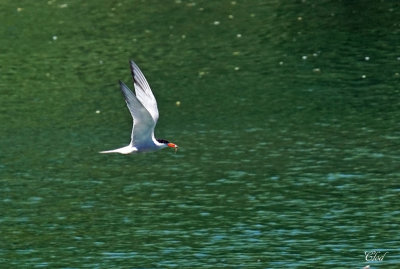 Sterne pierregarin - Common tern