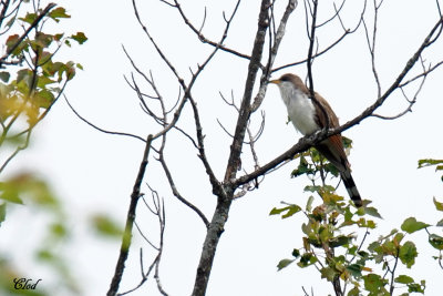 Coulicou  bec jaune - Yellow-billed cuckoo