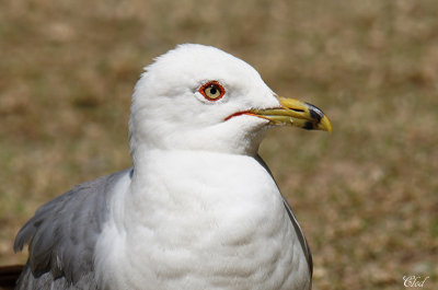 Goland  bec cercl - Ring-billed gull