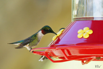 Colibri à gorge rubis - Ruby-throated hummingbird