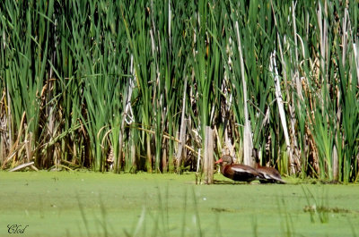 Dendrocygne  ventre noir- Black-bellied whistling-duck