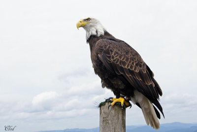Pygargue  tte blanche - Bald eagle