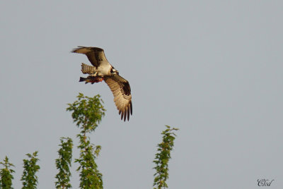 Balbuzard - Osprey