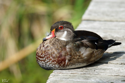 Canard branchu - Wood duck