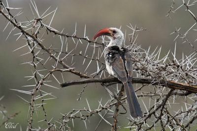 Calao  bec rouge -Red-billed hornbill