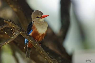 Martin-chasseur à tête grise - Gray-headed kingfisher